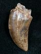 Albertosaurus Tooth - Two Medicine Formation #6949-1